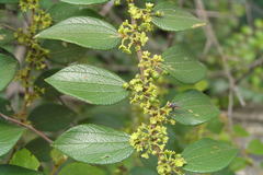 Ziziphus oenoplia